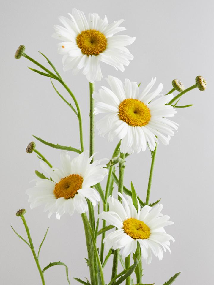 Marguerite daisy | Funny How Flowers Do That